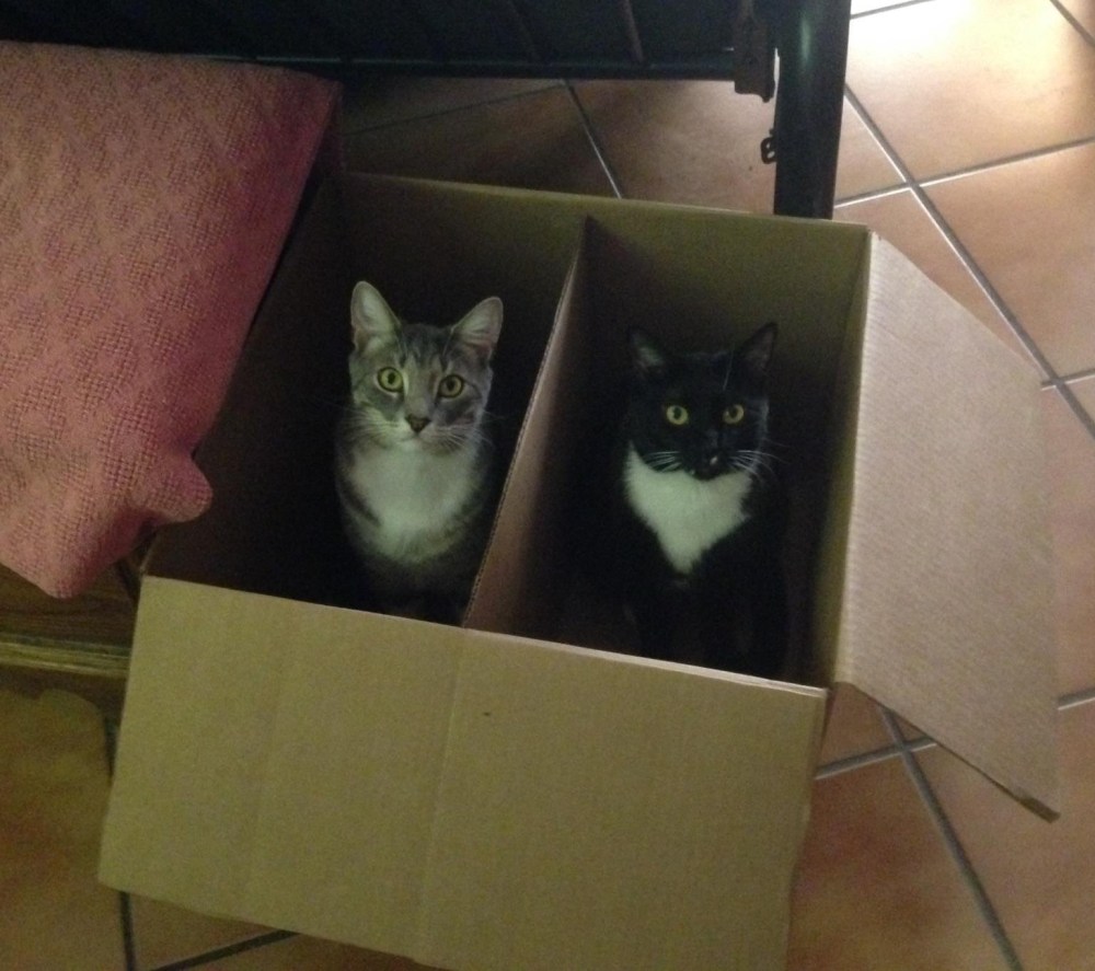 Apollo & Sheba in a box